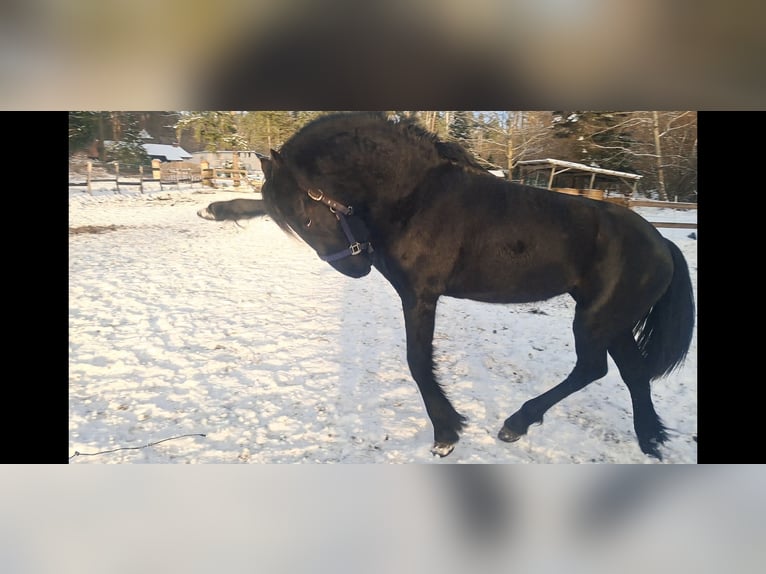 Frisone / Frisone Occidentale Giumenta 2 Anni 153 cm Morello in Neuruppin