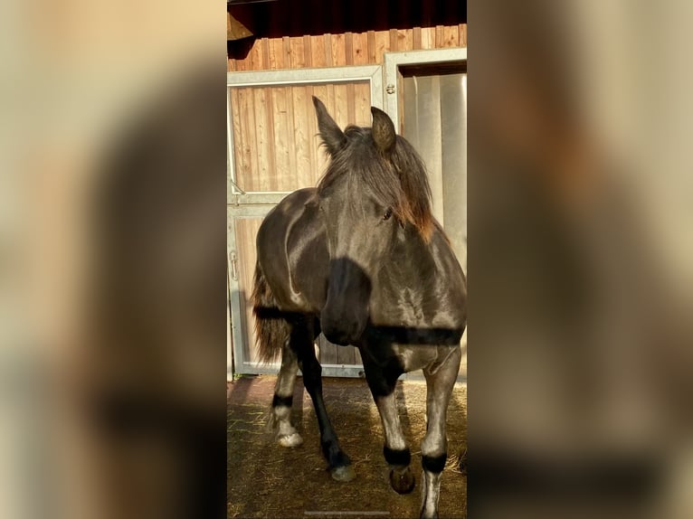 Frisone / Frisone Occidentale Giumenta 2 Anni 167 cm Morello in Sankt Michael  im Lungau