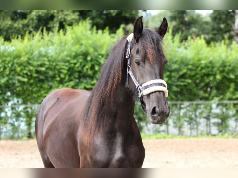 Frisone / Frisone Occidentale Giumenta 2 Anni Morello in Protivin