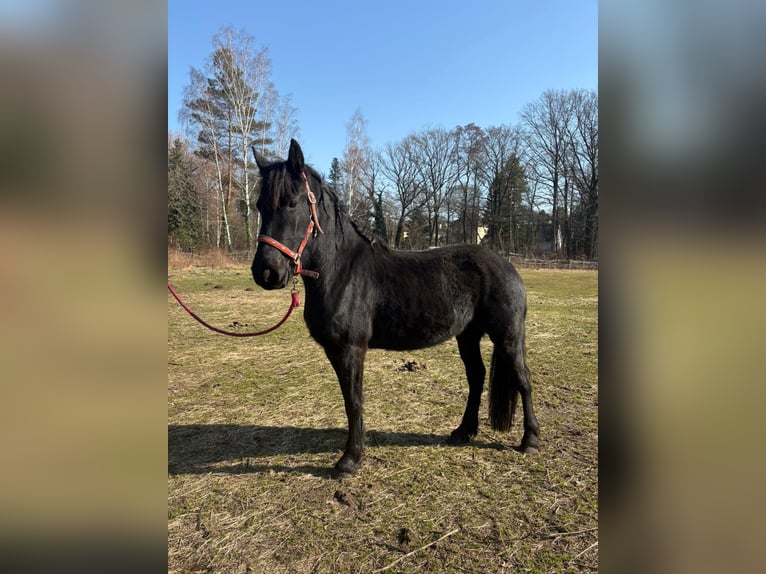Frisone / Frisone Occidentale Giumenta 3 Anni 150 cm Morello in Moritzburg