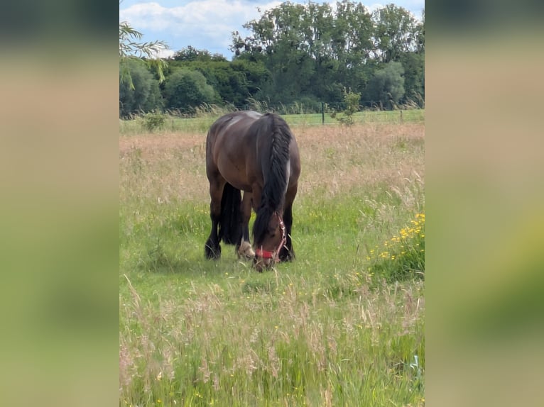 Frisone / Frisone Occidentale Mix Giumenta 3 Anni 156 cm Baio in Hamm