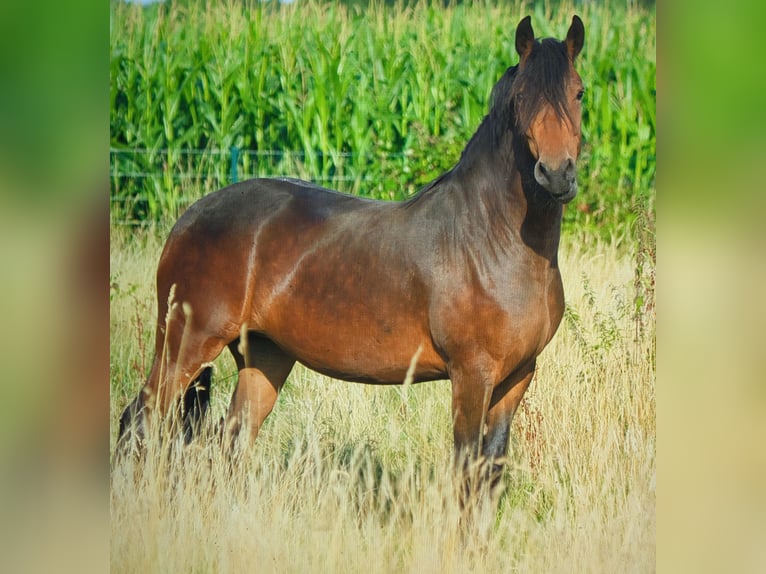 Frisone / Frisone Occidentale Mix Giumenta 3 Anni 156 cm Baio in Hamm