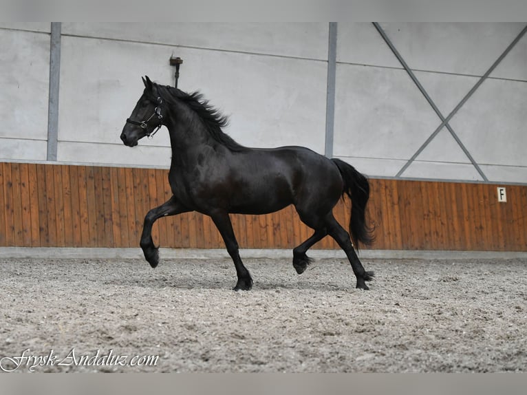 Frisone / Frisone Occidentale Giumenta 3 Anni 156 cm Morello in Mijnsheerenland
