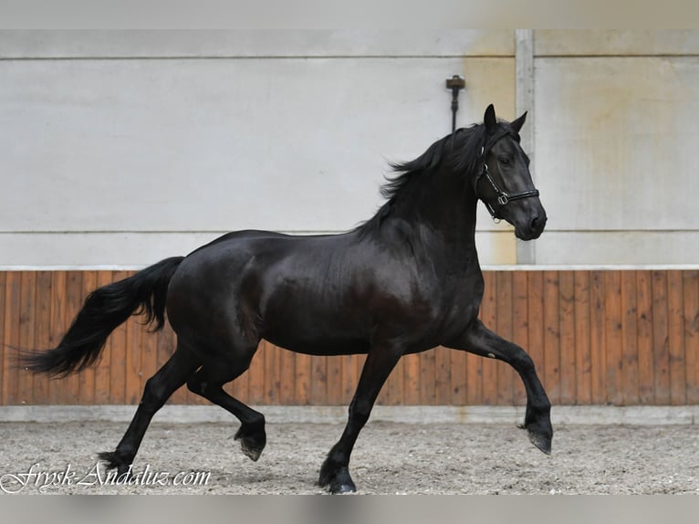 Frisone / Frisone Occidentale Giumenta 3 Anni 156 cm Morello in Mijnsheerenland