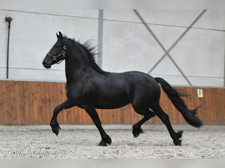 Frisone / Frisone Occidentale Giumenta 3 Anni 159 cm Morello in Mijnsheerenland