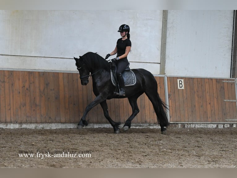 Frisone / Frisone Occidentale Giumenta 3 Anni 162 cm Morello in Mijnsheerenland Frisone / Frisone Occidentale Giumenta 3 Anni 162 cm Morello in Mijnsheerenland