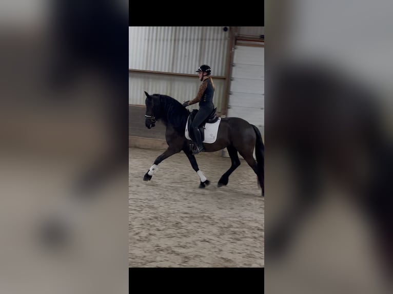 Frisone / Frisone Occidentale Giumenta 3 Anni 164 cm Morello in Ureterp