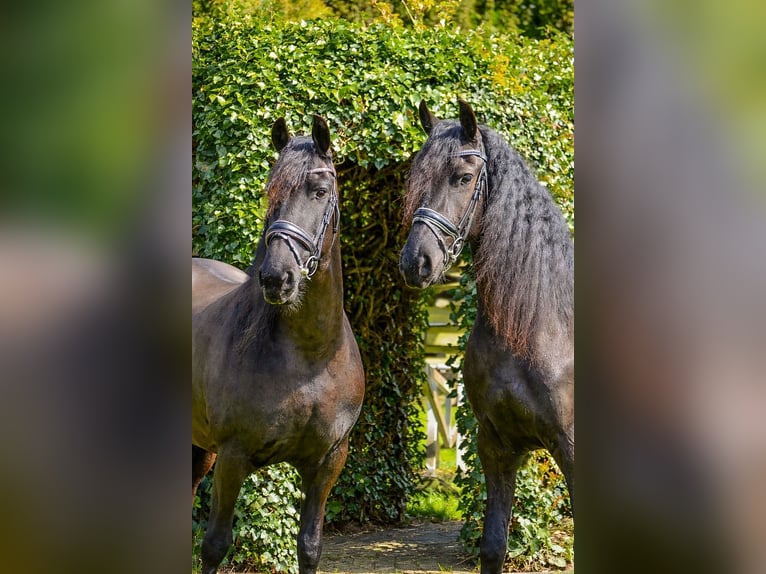 Frisone / Frisone Occidentale Giumenta 3 Anni 164 cm Morello in Ureterp