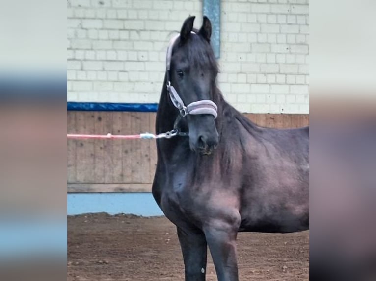 Frisone / Frisone Occidentale Giumenta 3 Anni 166 cm Morello in Bad Bentheim