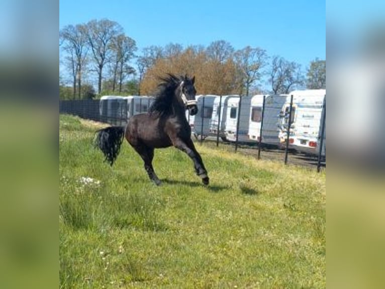 Frisone / Frisone Occidentale Giumenta 3 Anni 166 cm Morello in Bad Bentheim