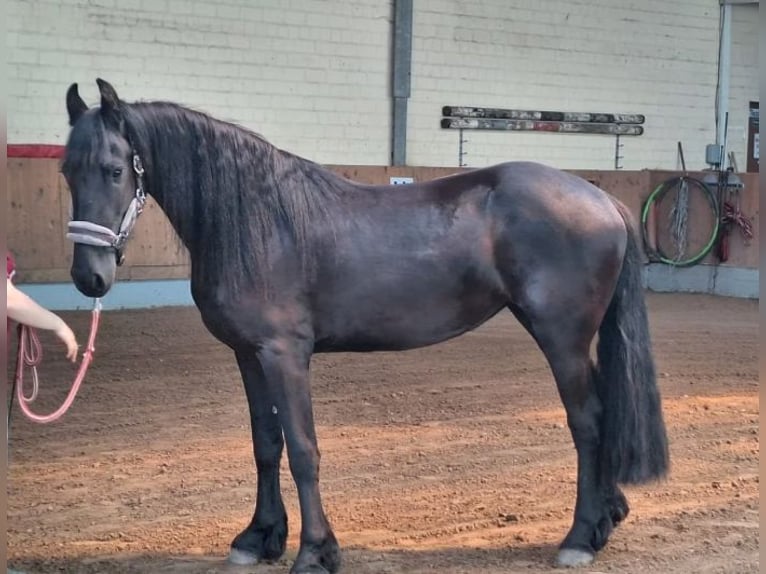 Frisone / Frisone Occidentale Giumenta 3 Anni 166 cm Morello in Bad Bentheim
