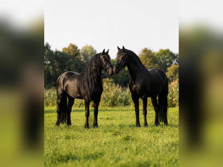 Frisone / Frisone Occidentale Giumenta 3 Anni 166 cm Morello in Beek en Donk