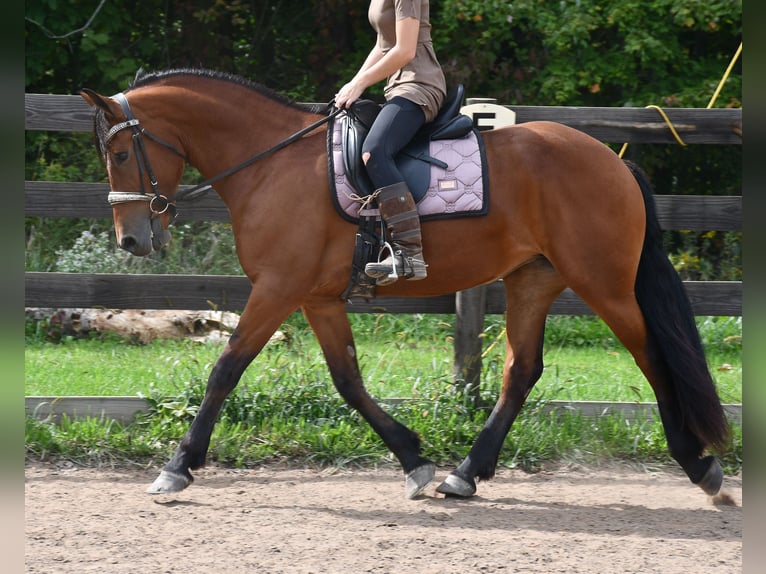 Frisone / Frisone Occidentale Mix Giumenta 3 Anni Baio ciliegia in Strasburg