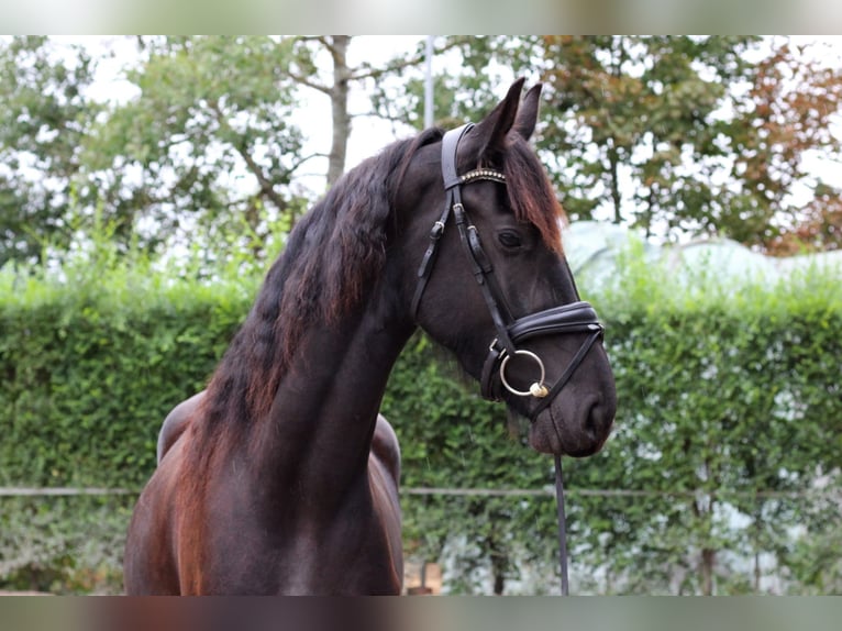 Frisone / Frisone Occidentale Giumenta 3 Anni Morello in Protivin