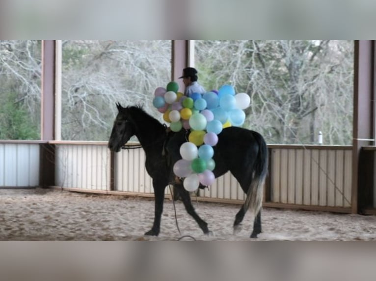 Frisone / Frisone Occidentale Giumenta 4 Anni 155 cm Grigio in Plano