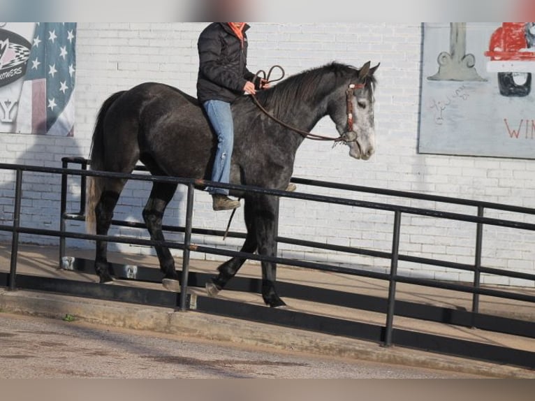 Frisone / Frisone Occidentale Giumenta 4 Anni 155 cm Grigio in Plano