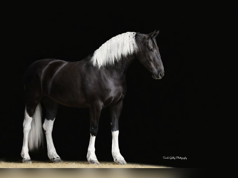 Frisone / Frisone Occidentale Mix Giumenta 4 Anni 157 cm Pezzato in Oelwein