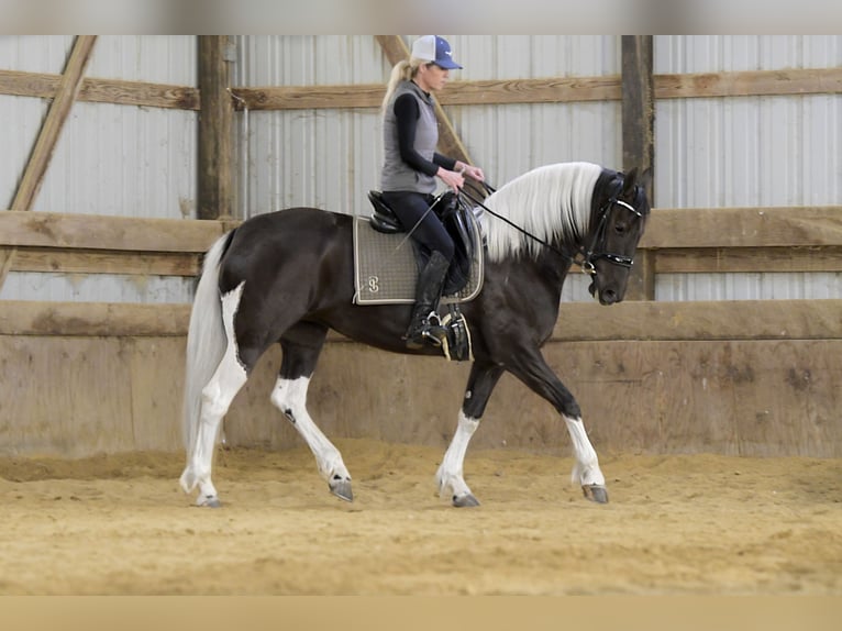 Frisone / Frisone Occidentale Mix Giumenta 4 Anni 157 cm Pezzato in Oelwein