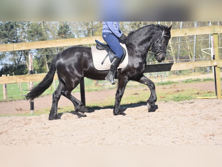 Frisone / Frisone Occidentale Giumenta 4 Anni 158 cm Morello in Achtmaal