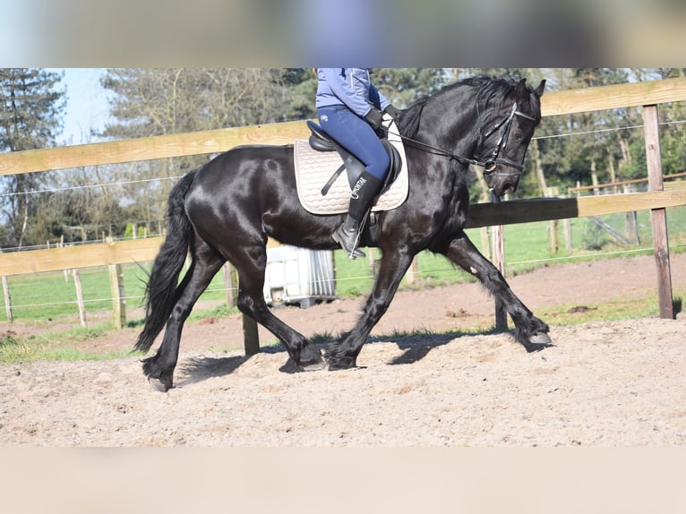 Frisone / Frisone Occidentale Giumenta 4 Anni 158 cm Morello in Achtmaal