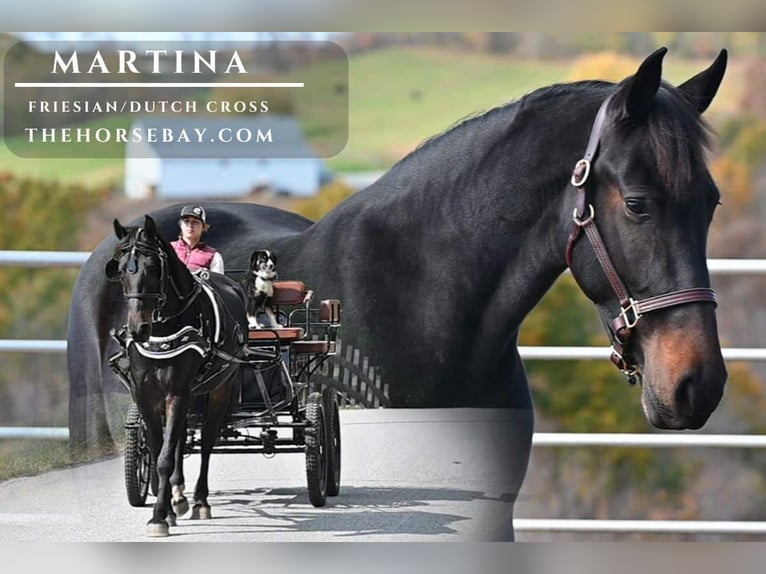 Frisone / Frisone Occidentale Mix Giumenta 4 Anni 160 cm Baio scuro in Millersburg, OH