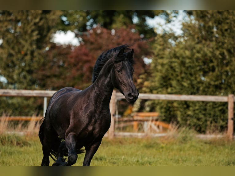 Frisone / Frisone Occidentale Giumenta 4 Anni 160 cm Morello in Taunusstein