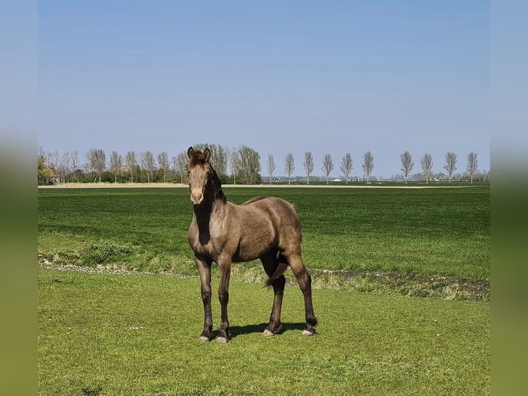 Frisone / Frisone Occidentale Mix Giumenta 4 Anni 161 cm Champagne in Bitgum