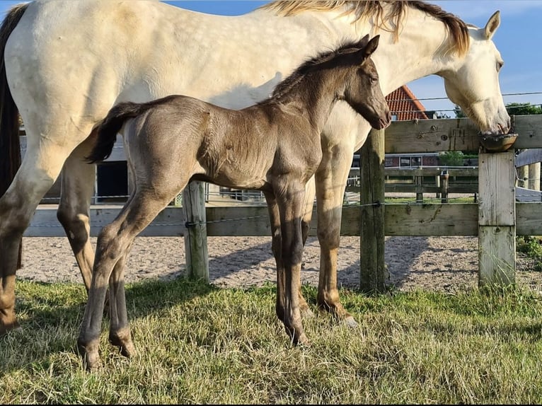 Frisone / Frisone Occidentale Mix Giumenta 4 Anni 161 cm Champagne in Bitgum