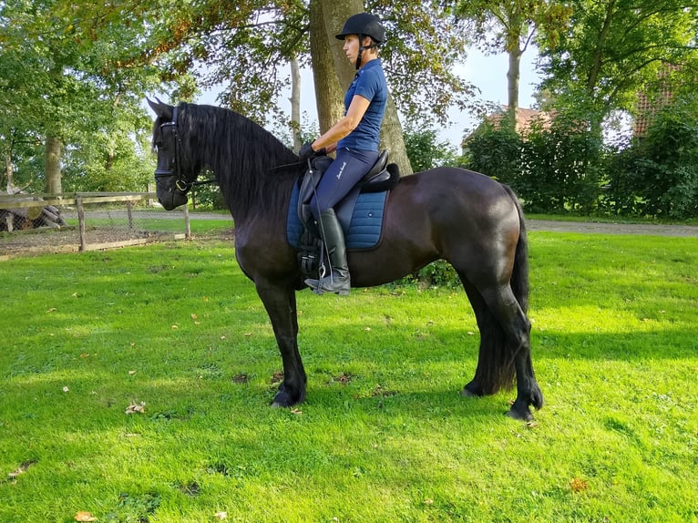 Frisone / Frisone Occidentale Giumenta 4 Anni 162 cm Morello in Workum