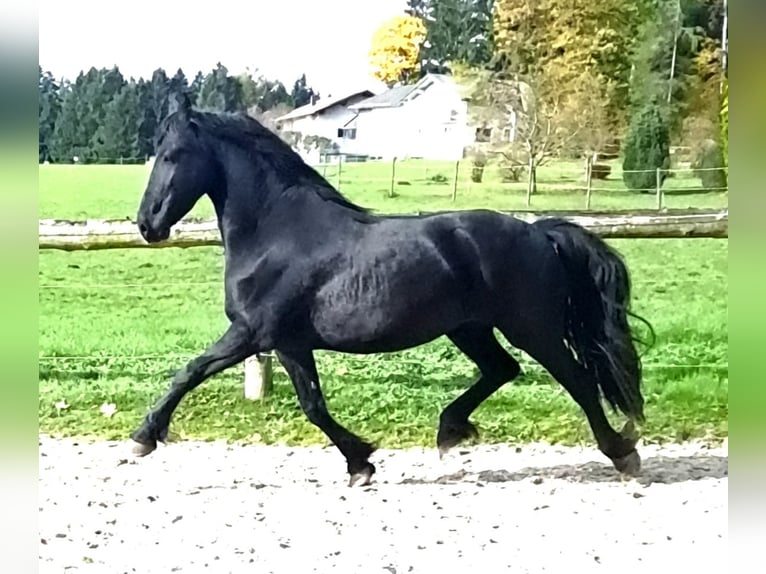 Frisone / Frisone Occidentale Giumenta 4 Anni 162 cm Morello in KOPFING  im Innkreis