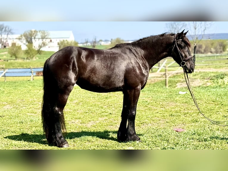 Frisone / Frisone Occidentale Mix Giumenta 4 Anni 163 cm Morello in Gap