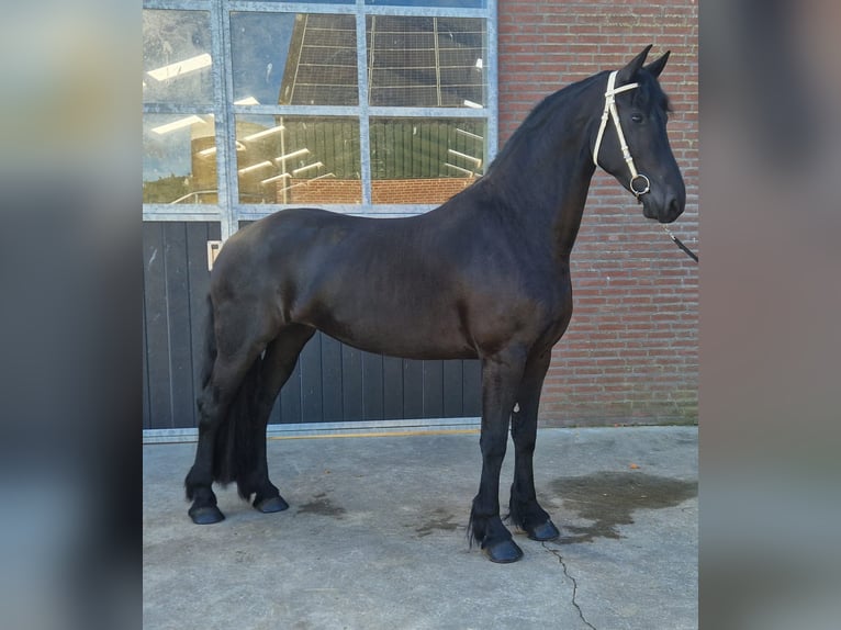 Frisone / Frisone Occidentale Giumenta 4 Anni 166 cm Morello in Bladel