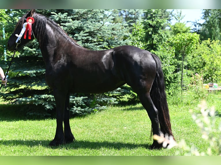 Frisone / Frisone Occidentale Giumenta 4 Anni 167 cm Morello in Poniatowo