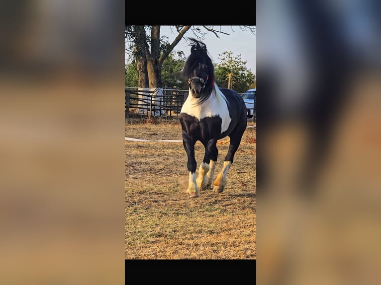 Frisone / Frisone Occidentale Giumenta 4 Anni 170 cm Morello in Lugoj