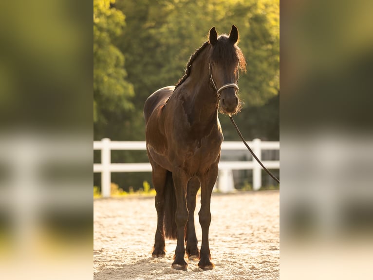 Frisone / Frisone Occidentale Giumenta 4 Anni 171 cm Morello in Lintgen
