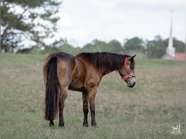 Frisone / Frisone Occidentale Mix Giumenta 4 Anni Pelle di daino in Vincent