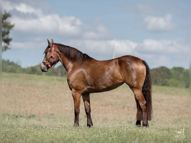 Frisone / Frisone Occidentale Mix Giumenta 4 Anni Pelle di daino in Vincent