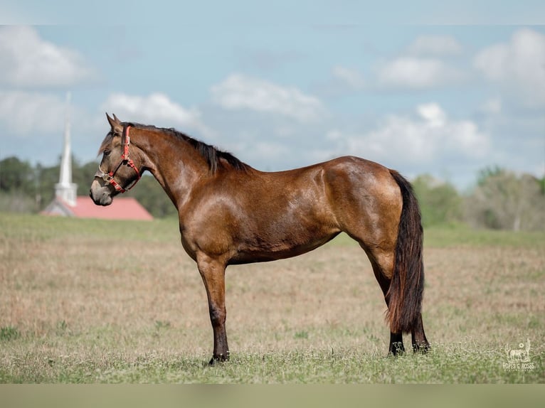 Frisone / Frisone Occidentale Mix Giumenta 4 Anni Pelle di daino in Vincent