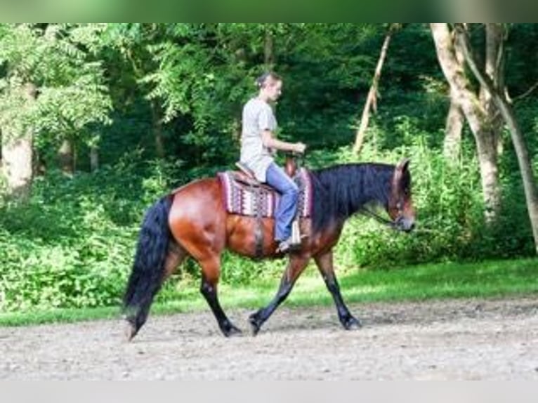 Frisone / Frisone Occidentale Mix Giumenta 5 Anni 152 cm Baio ciliegia in Dundee
