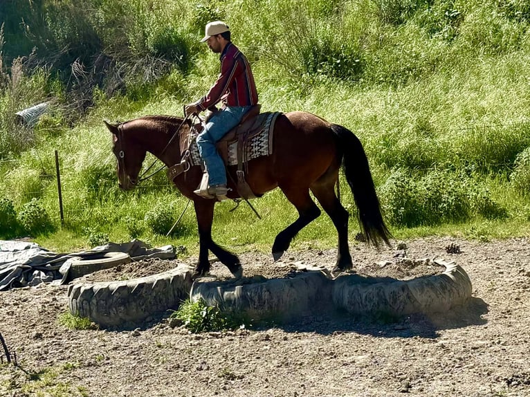 Frisone / Frisone Occidentale Giumenta 5 Anni 152 cm Baio ciliegia in Tres Pinos