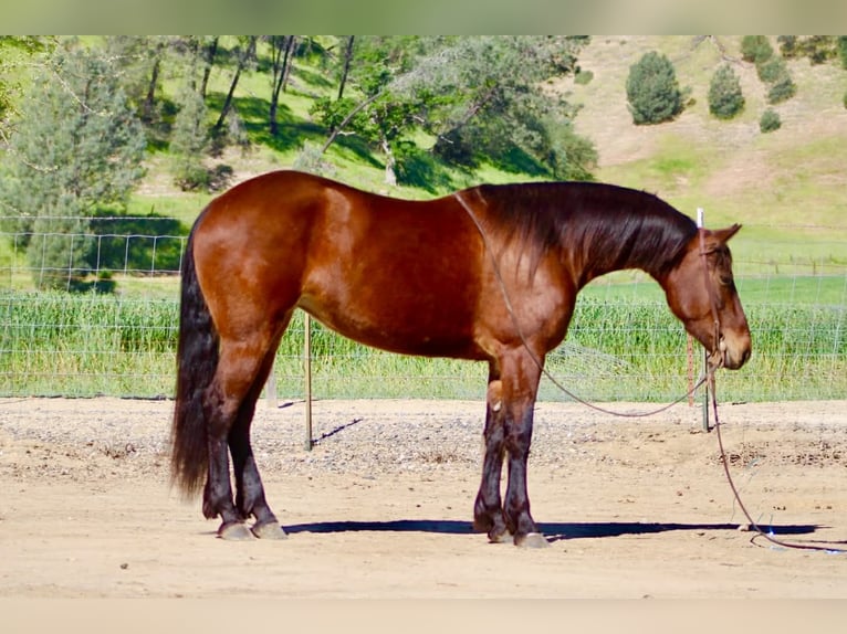 Frisone / Frisone Occidentale Giumenta 5 Anni 152 cm Baio ciliegia in Tres Pinos