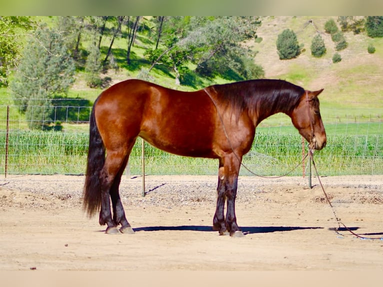 Frisone / Frisone Occidentale Giumenta 5 Anni 152 cm Baio ciliegia in Tres Pinos