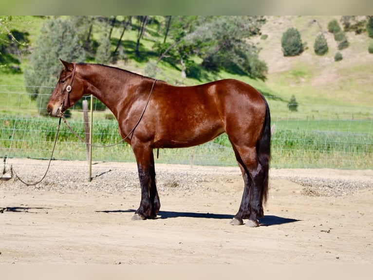 Frisone / Frisone Occidentale Giumenta 5 Anni 152 cm Baio ciliegia in Tres Pinos