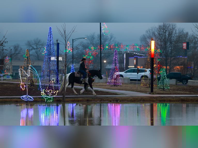 Frisone / Frisone Occidentale Giumenta 5 Anni 155 cm Pezzato in Quitman