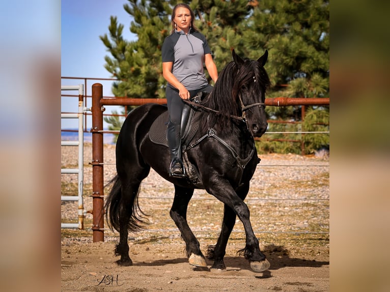 Frisone / Frisone Occidentale Giumenta 5 Anni 160 cm Morello in Billings