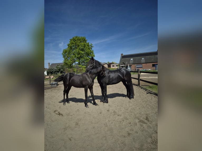 Frisone / Frisone Occidentale Giumenta 5 Anni 163 cm Morello in Lievegem