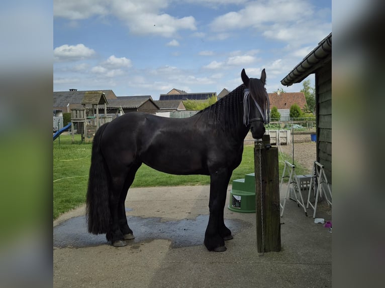 Frisone / Frisone Occidentale Giumenta 5 Anni 163 cm Morello in Lievegem