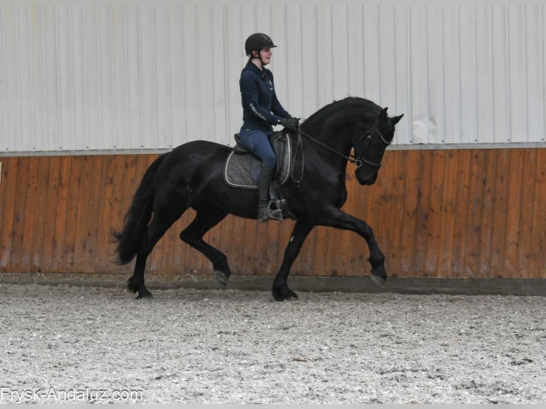 Frisone / Frisone Occidentale Giumenta 5 Anni 164 cm Morello in Mijnsheerenland