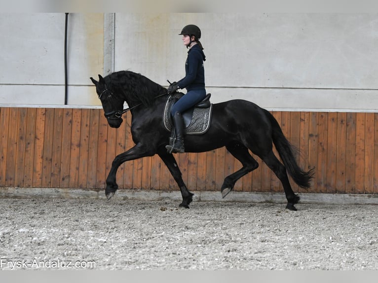 Frisone / Frisone Occidentale Giumenta 5 Anni 164 cm Morello in Mijnsheerenland