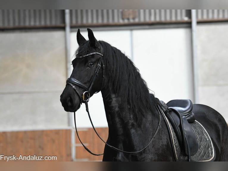 Frisone / Frisone Occidentale Giumenta 5 Anni 165 cm Morello in Mijnsheerenland